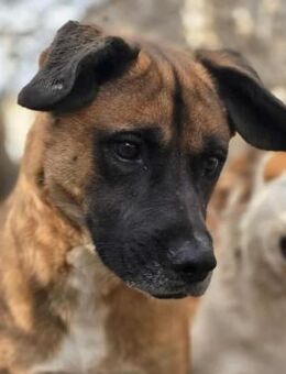 THORE - bildhübscher Kerl sucht Familie - Weiterstadt