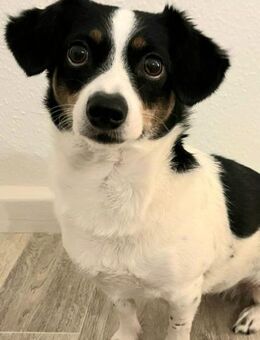 Zilli kleine Zauberfee❤️ - Sindelfingen