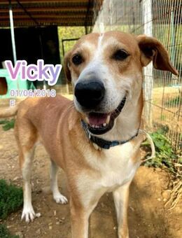 Vicky - Rieden (Rheinland-Pfalz)