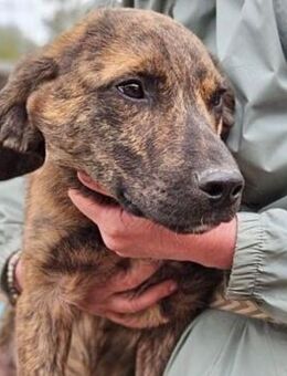 CLIVE ~ kleiner, gespreckelter Hundemann - Duisburg