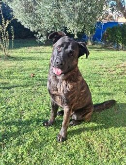 Ciccio 💛💛💛 sonnig und aufgeschlossen - Herxheim (Landau)