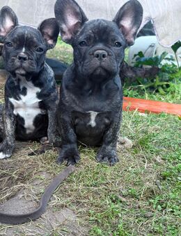 2 Zuckersüße Französische Retro Bulldoggen Welpen suchen noch ihre Familie! - Hamburg Wandsbek