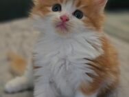 Maine Coon Mädchen sucht ein Zuhause! - Duisburg