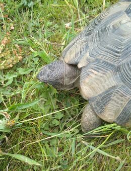 Breitrandschildkröten-Paar mit Brutkasten - Laatzen