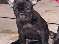 Französische Bulldogge Welpe - Waldachtal