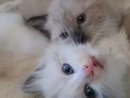 ❤️Wundervolle Ragdoll-Mix Kitten suchen ein liebevolles Zuhause❤️ - Berlin