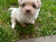 Shih-tzu Malteser Bolonka Welpen - Emsdetten Zentrum
