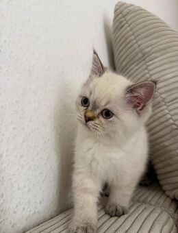 Kitten BKH - Gundelsheim (Baden-Württemberg)