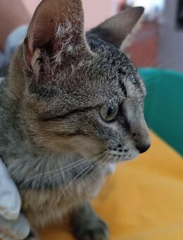 Kater Akari sucht sein Zuhause - Margetshöchheim
