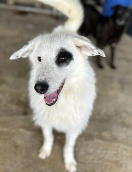 BEPPO - voller Lebensfreude und Energie! - Geilenkirchen