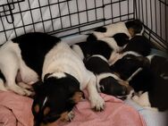 Reinrassige dreifarbige Jack Russel Welpen - aufgewachsen auf einem Bauernhof - Tannhausen