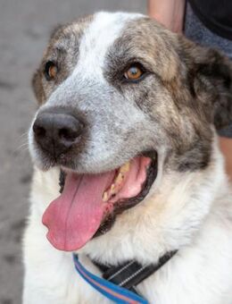 Pepe ist ein liebenswerter Plüschbär - Laatzen