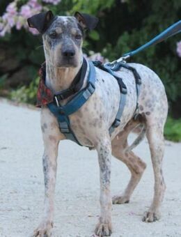 Grisa sucht einfühlsame Menschen - Grevenbroich