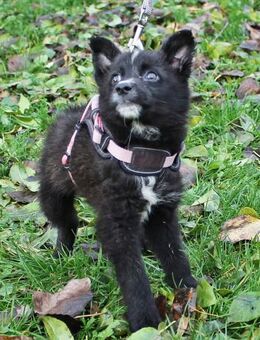 Shadoo sucht ein liebevolles Zuhause - Berlin