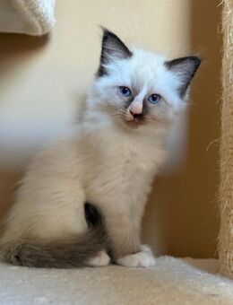 Ragdoll kitten 4 Kater und 1 Katze Mitte Oktober abzugeben - Soderstorf
