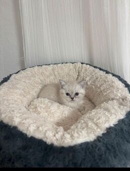 BKH - Kitten - Moers