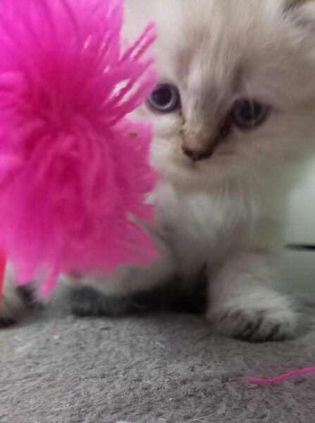 Britisch Kitten - Erbach (Hessen)