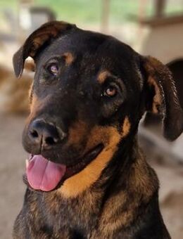 Leif, geb. ca. 03/2022, GRIECHENLAND - Markdorf