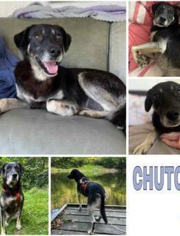 CHUTCHI -liebe, sanfte Hündin- - Duisburg