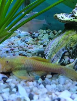 Aquarium Aufgabe - Spiesen-Elversberg