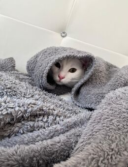Süßer Kater (30 Wochen alt) sucht liebevolles Zuhause - Lahr (Schwarzwald) Zentrum
