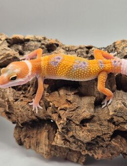 Traumhaft schöne Leopardgeckos super zahm - Jüchen
