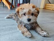 Morkie(Malteser- Yorkshire Terrier)-Welpenrüde - Stephanskirchen