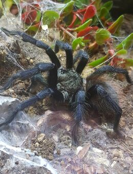 Pterinopelma sazimai ( Männchen ) - Braunschweig