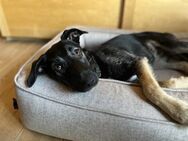 Cicca sucht hundecooles Zuhause - Enger (Widukindstadt)