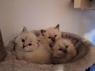 3 Ragdollkater suchen schönes Zuhause - Dresden