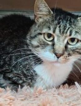 Aristoteles sucht Gnadenplatz - München