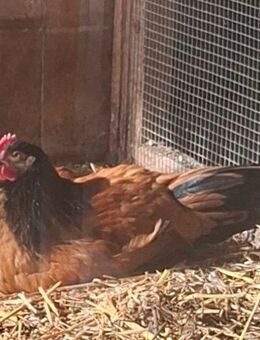 Vorwerkhahn - Epfendorf