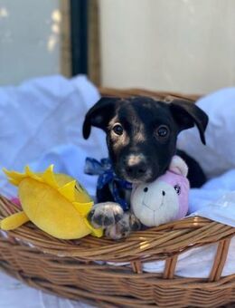 Alex - kleiner Labrador-Mix Welpe - Remagen
