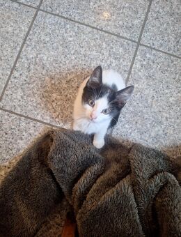 Katzenkinder Abgabebereit - Melbeck