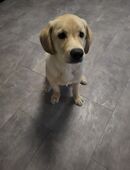 Labrador Retriever Rüde – 5 Monate – geimpft & gechippt in 93055