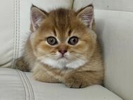 Sanfte Kitten-Dame – 2 Monate – liebevoll aufgezogen – Göppingen - Göppingen
