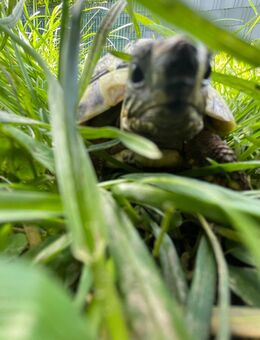 Landschildkröte - Schleiden