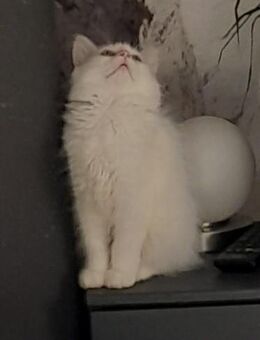 Zwei wunder schöne Maine coon/BlH Kitten - Lehrte