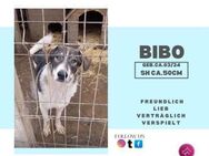 Bibo - ein liebevoller Junghund - Rambin
