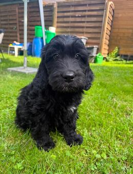 Goldendoodle Welpen F1 - Groß Umstadt