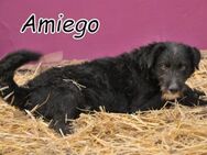 Helfen Sie Amiego?❤️🐶 - Essingen (Rheinland-Pfalz)