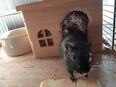 Drei liebe Jungs suchen ein neues liebevolles Zuhause in 68535