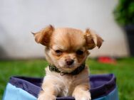 Chihuahua Welpe mit Ahnentafel - Schmelz