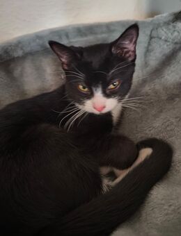 Kitty sucht ein neues Zuhause mit Zubehör - Velbert