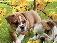 New English Bulldog, Alternative Bulldogge, Bulldogge, Französische Bulldogge - Gera