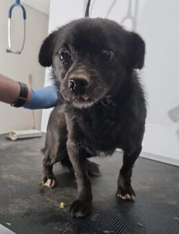 Rudi, kleines Herz auf kurzen Beinchen . - Köln