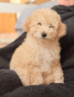 Toypudel Welpe Pudel Zwergpudel Rüde - Crimmitschau