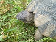 Breitrandschildkröten-Paar mit Brutkasten - Laatzen