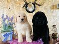 Labradoodle Prinz und Prinzessin in 04107