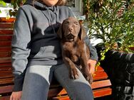 Labrador Welpen in Schokobraun Abgabebereit noch 1 brauner Bub frei - Buchloe